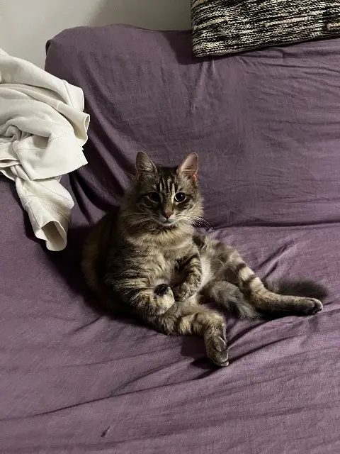 chat lost    Montpellier Musky