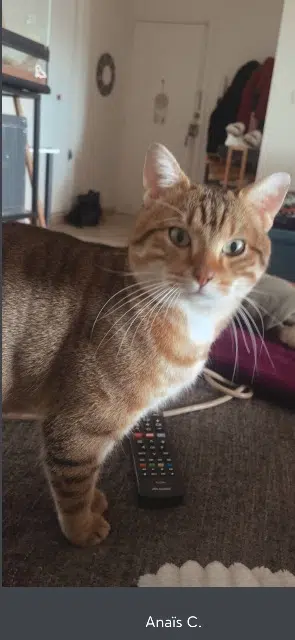 chat lost    Montpellier Nougat