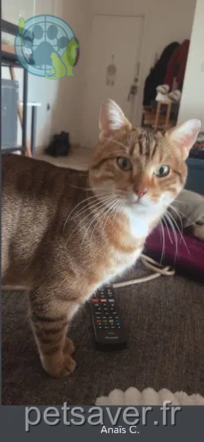 cat lost Montpellier Nougat cat lost Montpellier Nougat