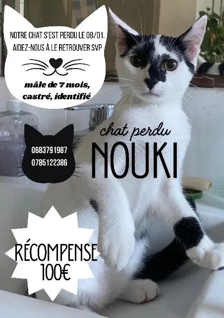 chat lost    Montpellier Nouki