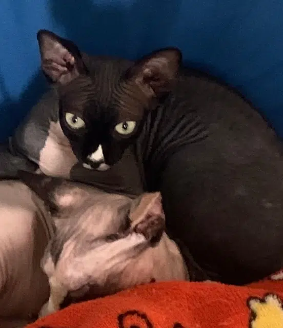 cat lost    Montpellier Oscaro