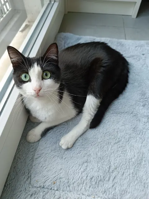 chat lost    Montpellier Otis