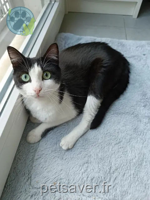 kater vermist Montpellier Otis kater lost Montpellier Otis