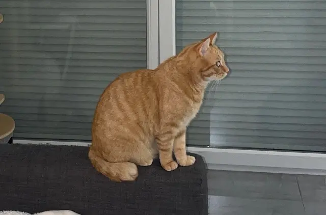 chat lost    Montpellier Pablo