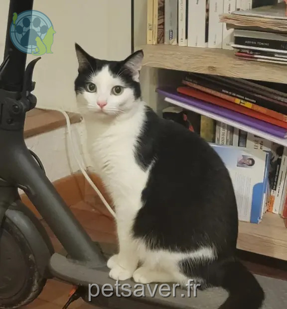 Chat Perdu 34 Hérault Montpellier - Panda Chat Perdu 34 Hérault Montpellier - Panda