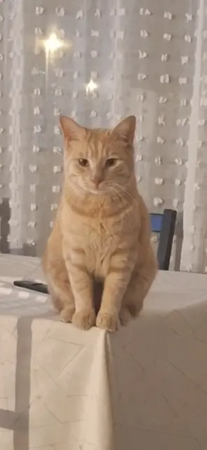 chat lost    Montpellier Pilouche