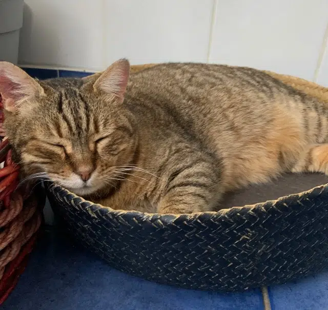 chat lost    Montpellier Popo