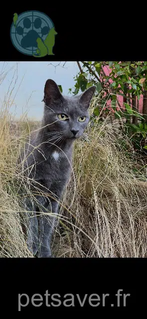 Rafiki