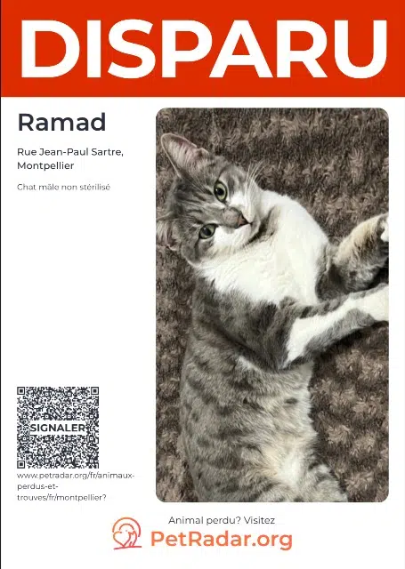 chat lost    Montpellier Ramad