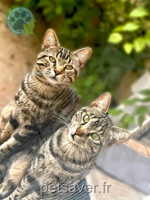 Kater vermisst Montpellier Sky Kater lost Montpellier Sky