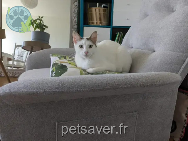 gatto perso Montpellier Skyjo gatto lost Montpellier Skyjo