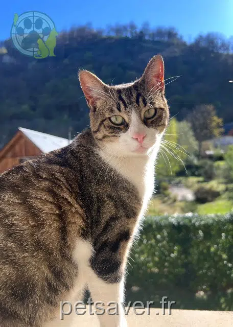 Kater vermisst Montpellier Sunny Kater lost Montpellier Sunny