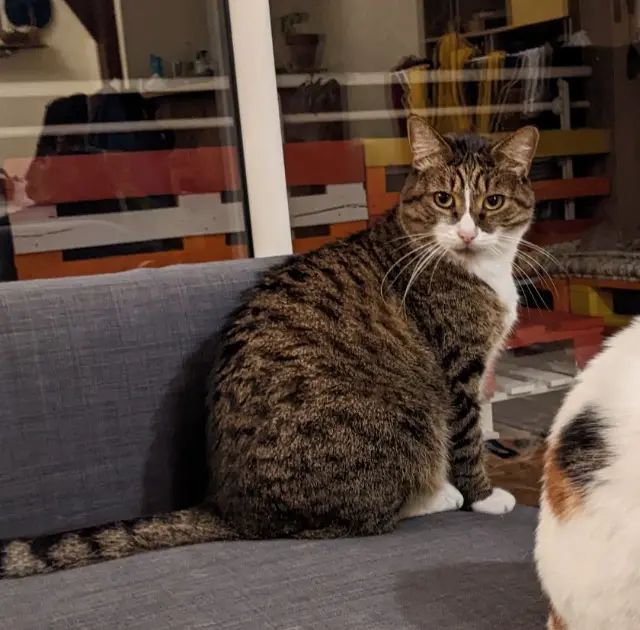 chat lost    Montpellier Tchaï