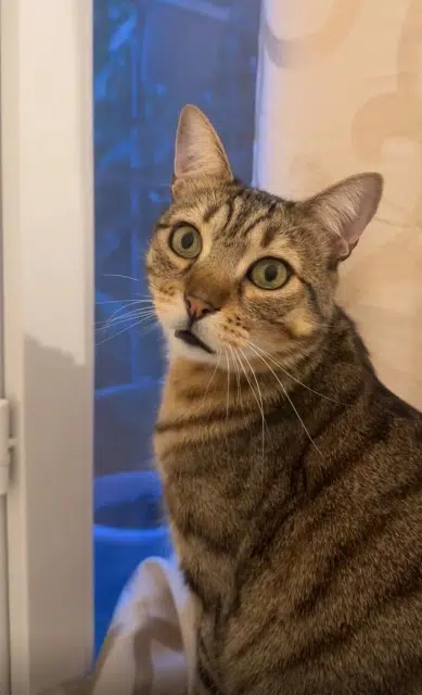 chat lost    Montpellier Tchoupi