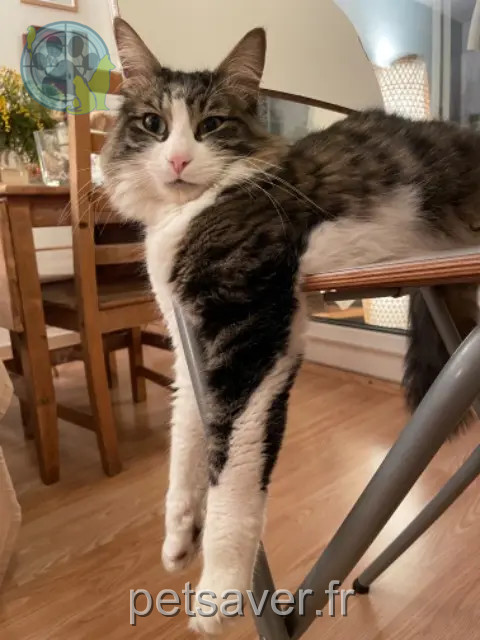 kater vermist Montpellier Tenor kater lost Montpellier Tenor