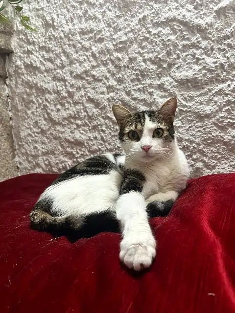 chat lost    Montpellier Timon