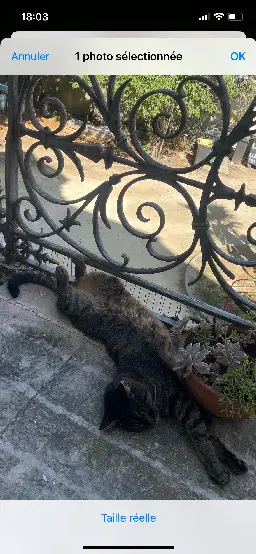 Chat Perdu 34 Hérault Montpellier - Titi Chat Perdu 34 Hérault Montpellier - Titi