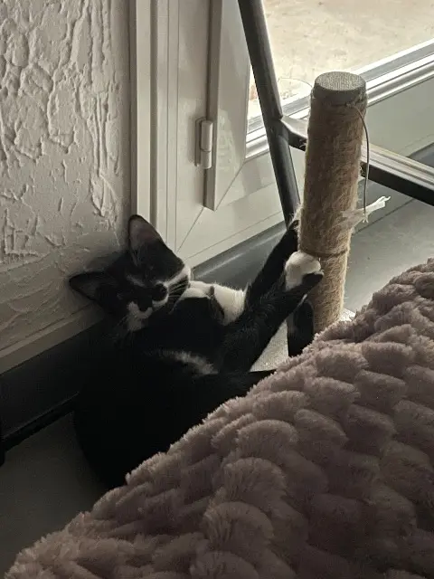 chat lost    Montpellier Tommy