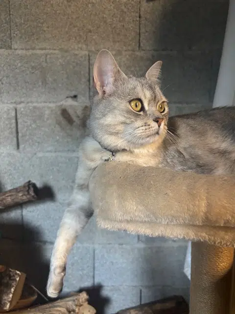 chat lost    Montpellier Ulysse