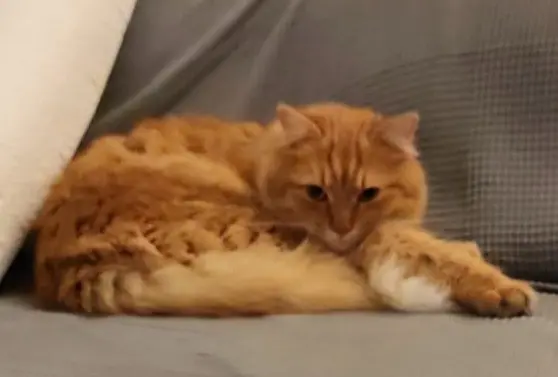 chat lost    Montpellier WALL-E