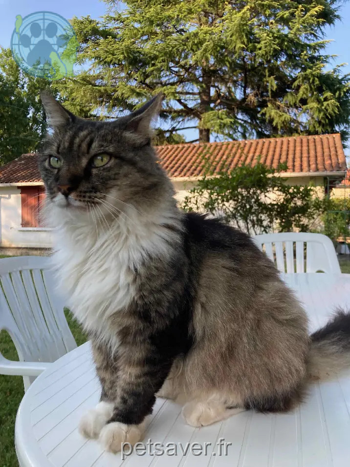 Chat Perdu 34 Hérault Montpellier Chat Perdu 34 Hérault Montpellier