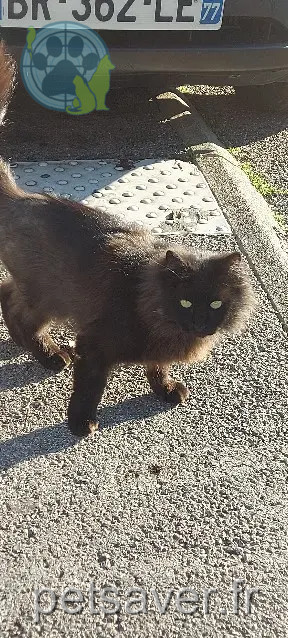 gato perdido 9 Rue de la Métairie de l'Oiseau 34087 Montpellier gato lost 9 Rue de la Métairie de l'Oiseau 34087 Montpellier