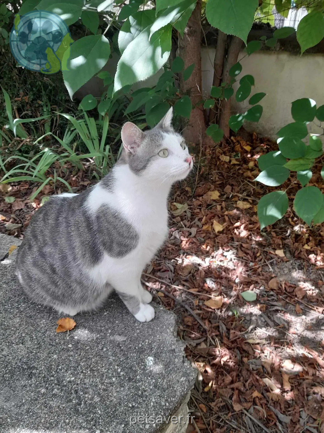 Chat Perdu 34 Hérault Montpellier Chat Perdu 34 Hérault Montpellier