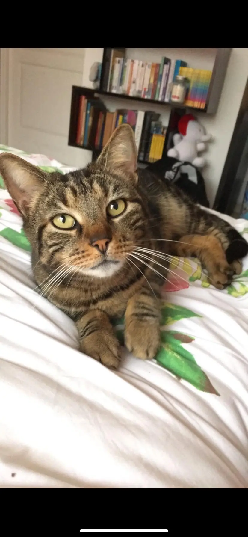 Chat Perdu 34 Hérault Montpellier Chat Perdu 34 Hérault Montpellier