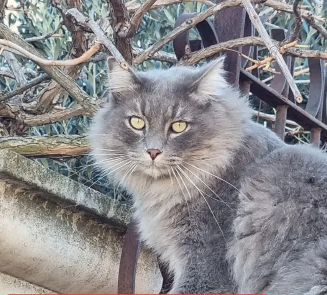 chat lost   34410 Sérignan MOUCHKA