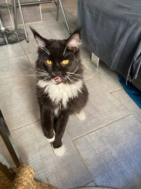chat lost   34480 Pouzolles Moustache