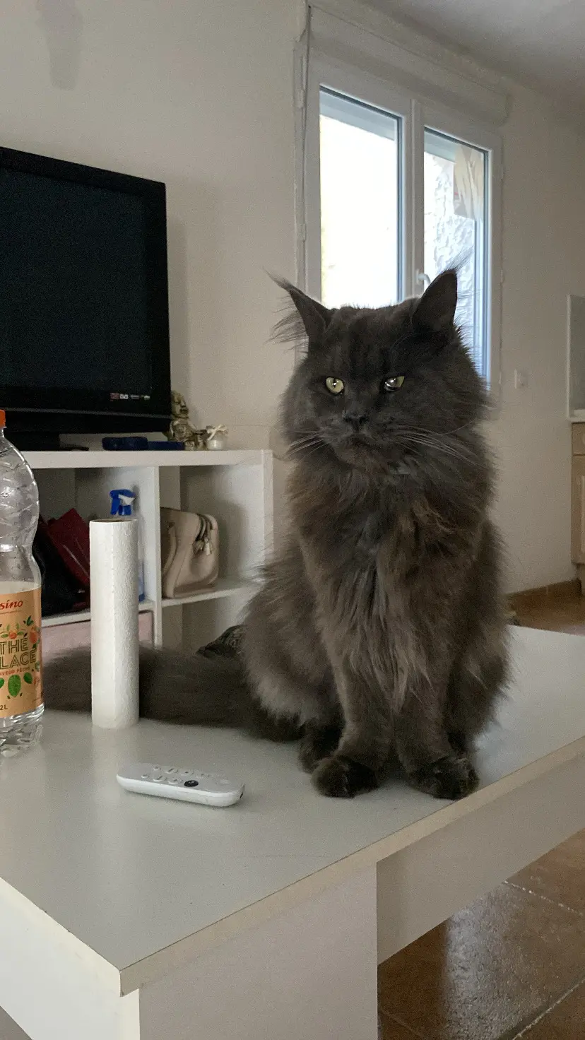 Chat Perdu 34 Hérault - Mowgli Chat Perdu 34 Hérault - Mowgli