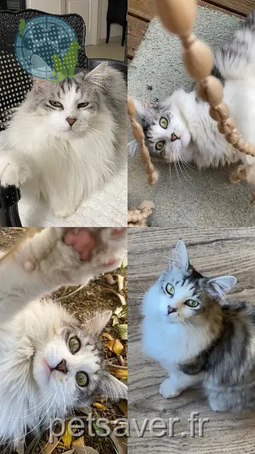 gato perdido 34500 Béziers Natsu gato lost 34500 Béziers Natsu