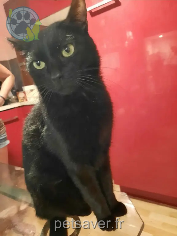 Chat Perdu 34 Hérault - Negrito Chat Perdu 34 Hérault - Negrito