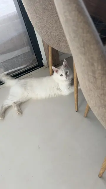 chat lost   34990 Juvignac Neko