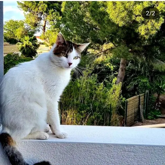 chat lost   34110 Frontignan Noah