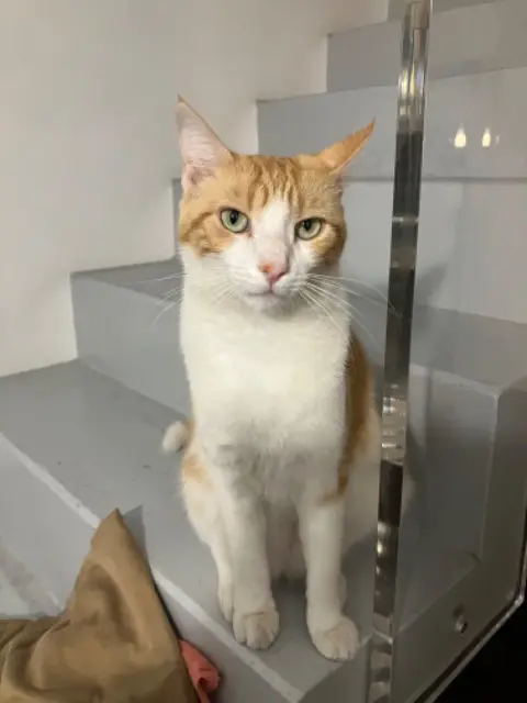 chat lost   34130 Mauguio Nono