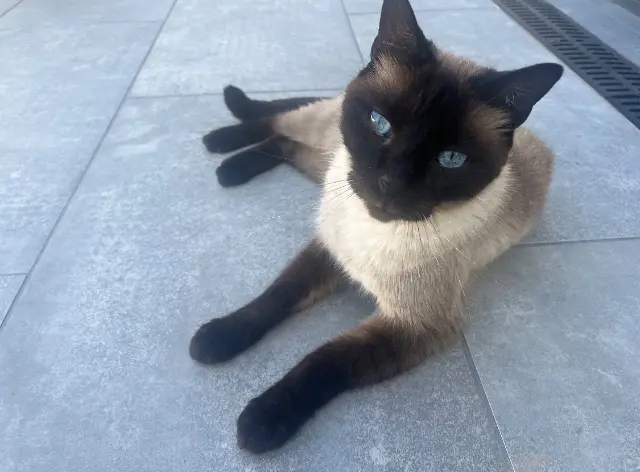 chat lost   34300 Agde Nougat