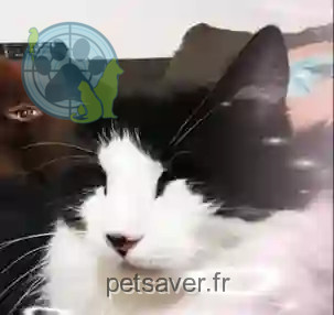 Chat Perdu 34 Hérault - Oggy Chat Perdu 34 Hérault - Oggy