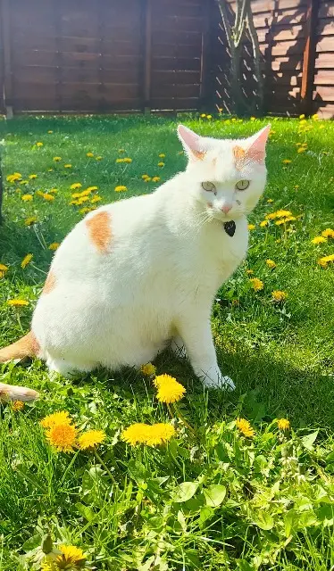 chat perdu 34370 Maraussan Olaf chat lost 34370 Maraussan Olaf