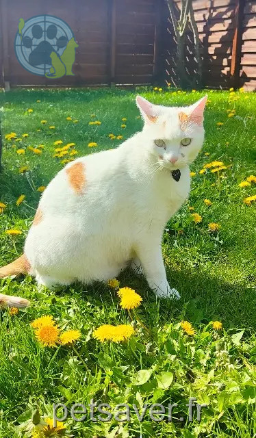 cat lost 34370 Maraussan Olaf cat lost 34370 Maraussan Olaf