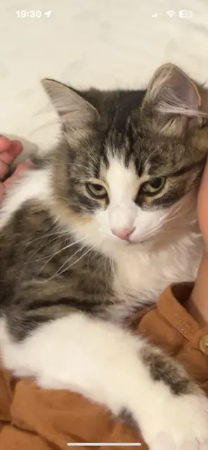 chat lost   34690 Fabrègues OREO