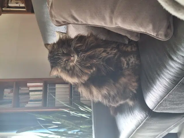 chat lost   34410 Sérignan Pellotte