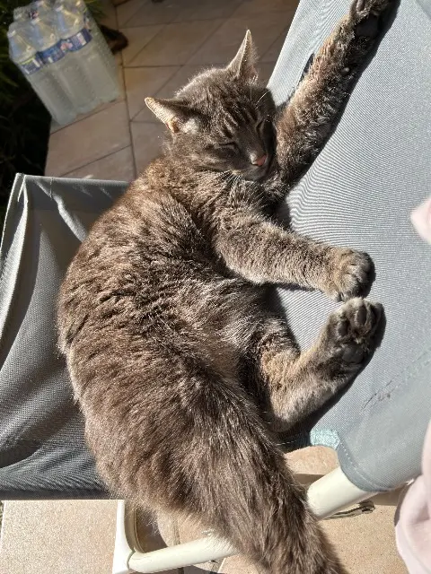 chat lost   34160 Saint-Drézéry Pilou