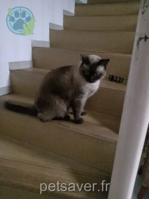 gatto lost   34770 Gigean Pitchoun