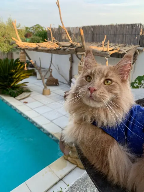 chat lost   34410 Sauvian Pluton