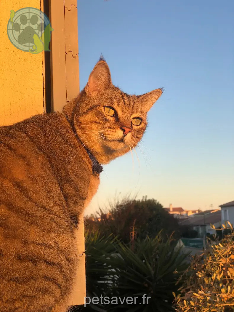 gato perdido Rue Gabriel Péri 34130 Mauguio Podge gato lost Rue Gabriel Péri 34130 Mauguio Podge