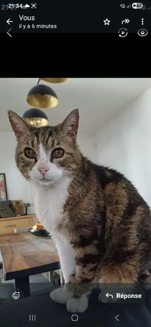 chat lost   34130 Mauguio Pompon