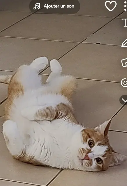 chat lost   34820 Teyran Pooki