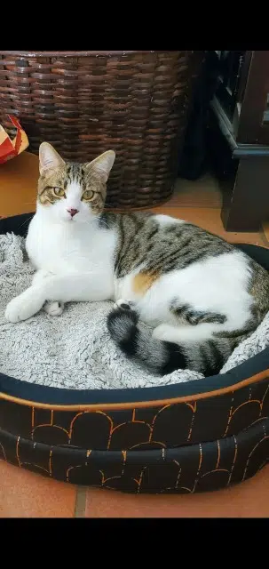 chat lost   34790 Grabels Pops