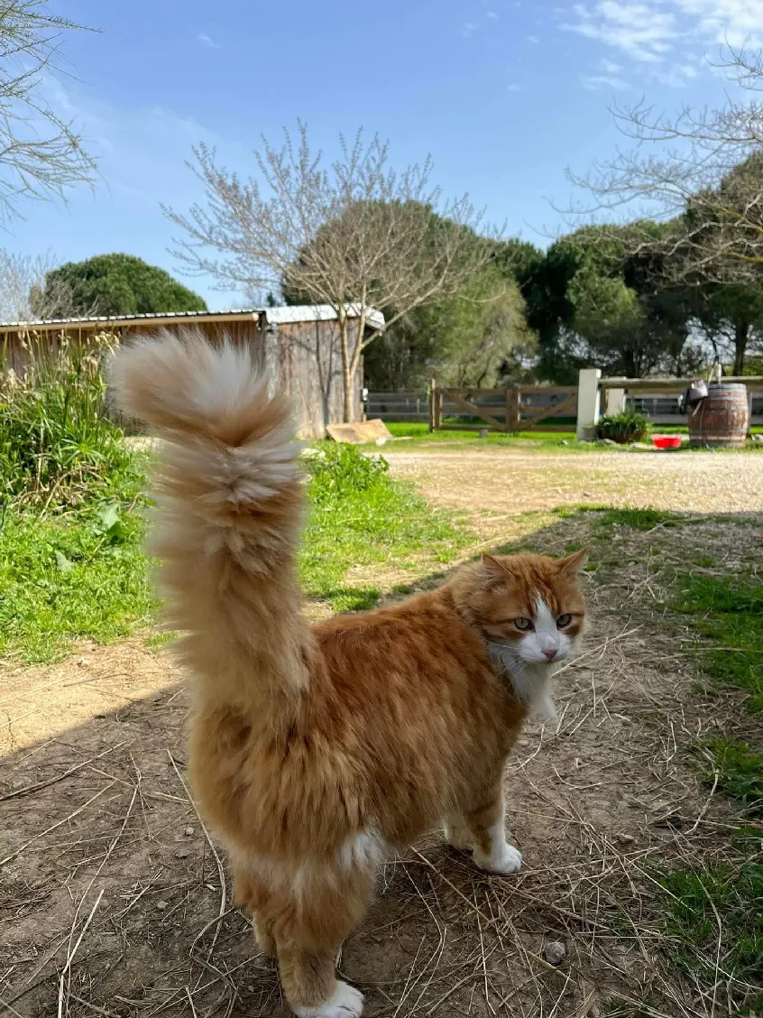 Chat Perdu 34 Hérault - Pouki Chat Perdu 34 Hérault - Pouki